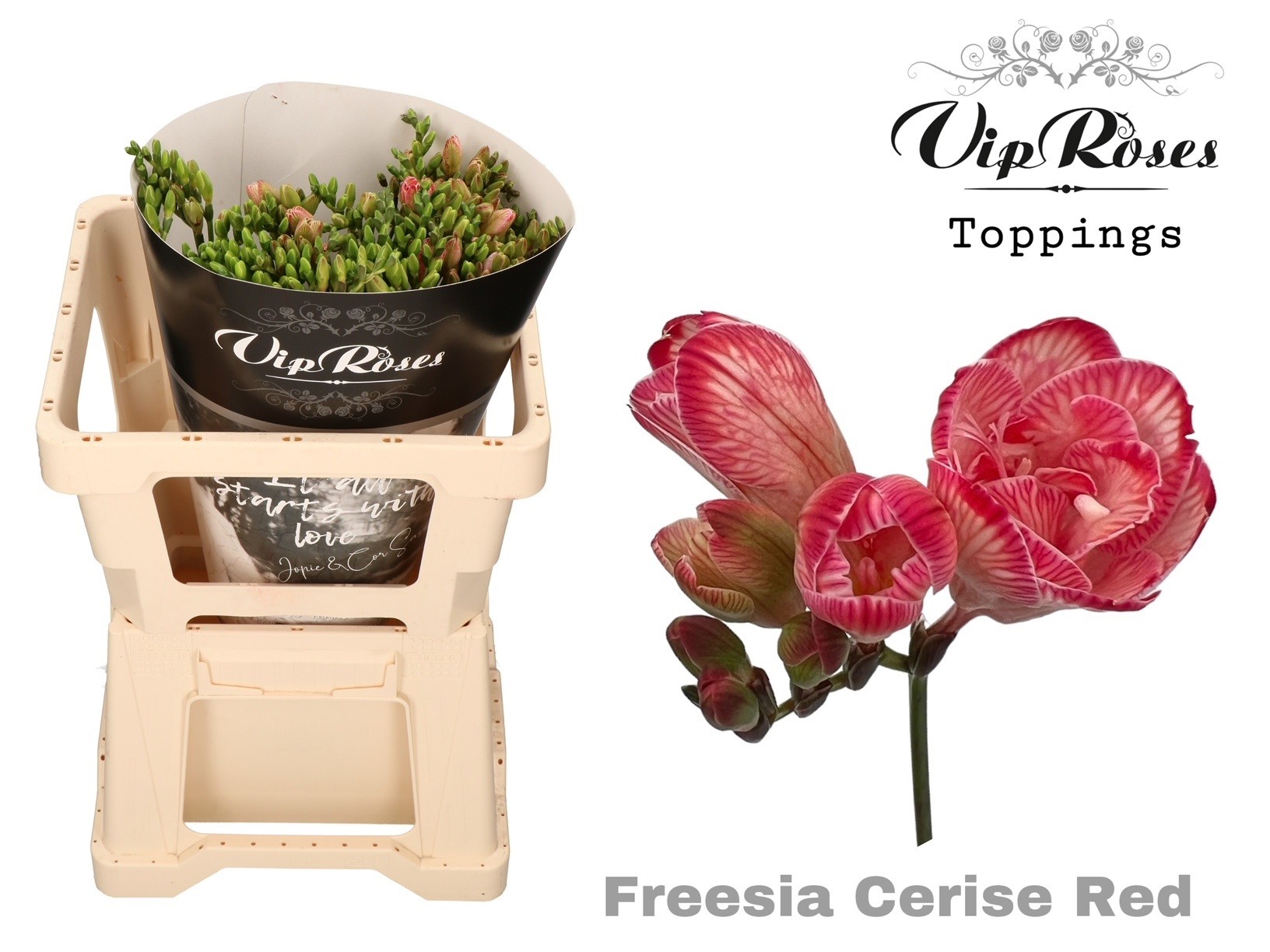 Bild på Freesia Dubbel Färgad VIP-Roses