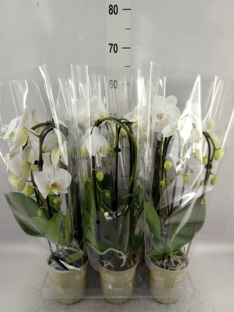 Bild på Phalaenopsis 2Gr D12 X 6 Cascade