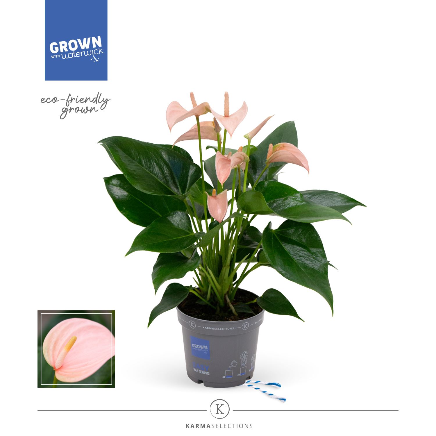Bild på Krukväxter Anthurium Joli Peach *6