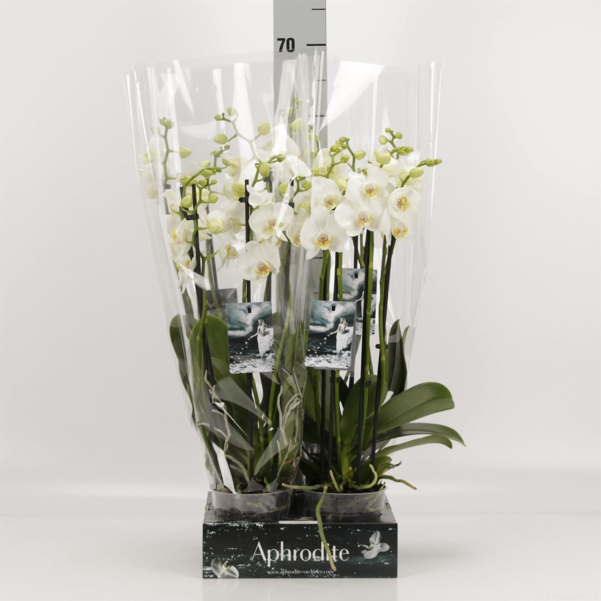 Bild på Phalaenopsis 4Gr D12 X 4 Goddess