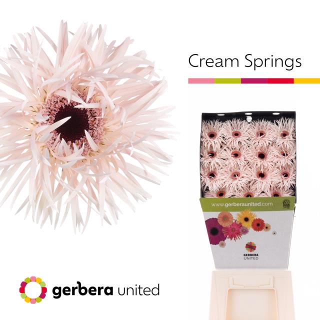 Bild på Gerbera Cream Springs