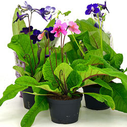 Bild på Streptocarpus/Kornettblomma D12 X 10 Mariestad