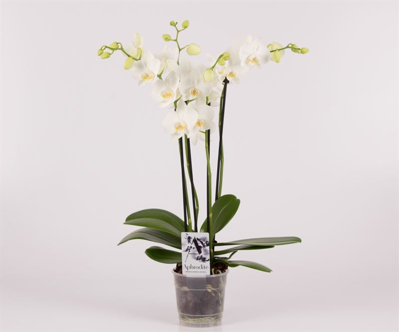 Bild på Phalaenopsis 4Gr D12 X 6