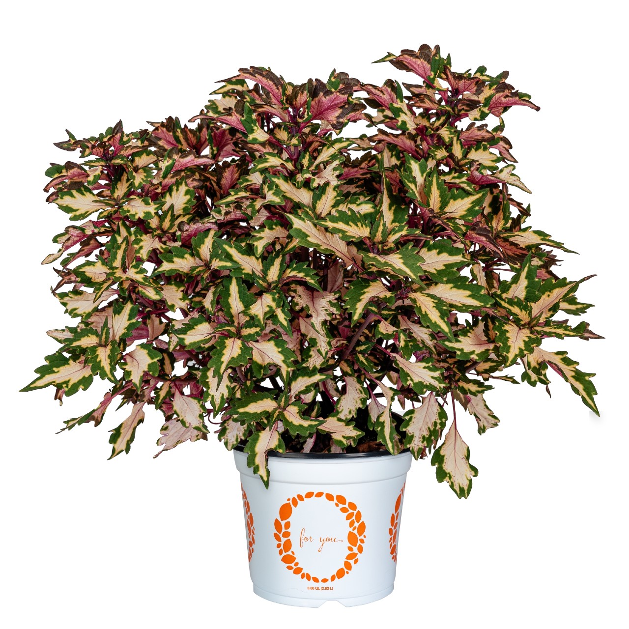 Bild på Palettblad Coleus D12 X 8 Miami Magic Skalleberg N