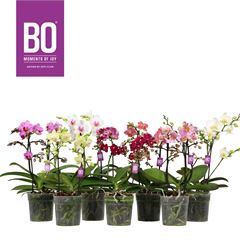 Bild på Phalaenopsis 2Gr D12 X 6 Bo Flora multi