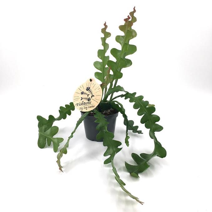 Bild på Epiphyllum D12 X 8 Sågtandscactus