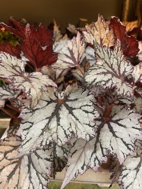 Bild på Begonia Rex D12 X 6 White Skalleberg Nyhet!