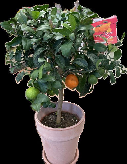 Bild på Citrusträd på stam D20 X 1 Lime Rosso