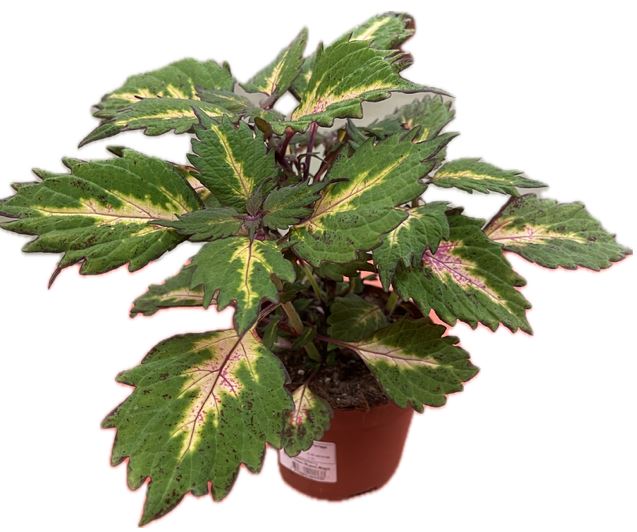 Bild på Palettblad Coleus D12 X 8 Miami Magic Skalleberg N