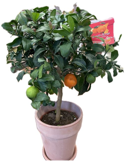 Bild på Citrusträd på stam D20 X 1 Lime Rosso