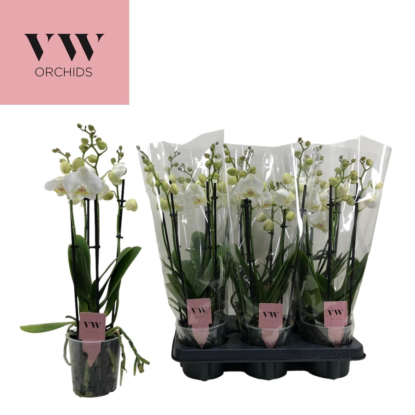 Bild på Krukväxter Phalaenopsis Inverness *6 4-stl