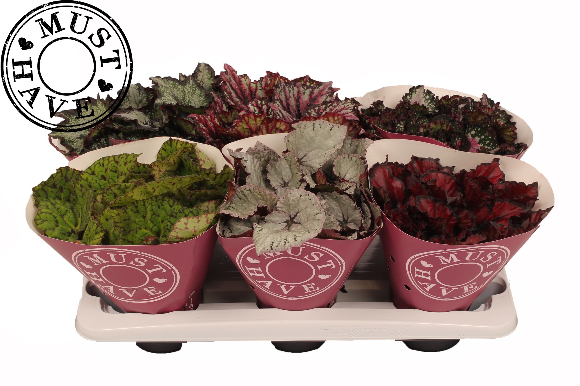 Bild på Krukväxter Begonia Beleaf Mix *6