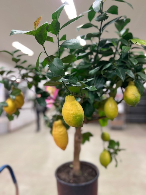 Bild på Citrusträd på stam D24 X 1 Citron