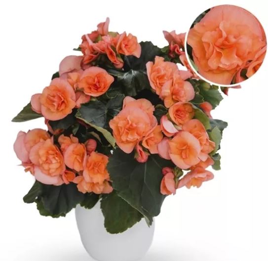 Bild på Begonia D13 X 8 Hailey Peach Mariestad