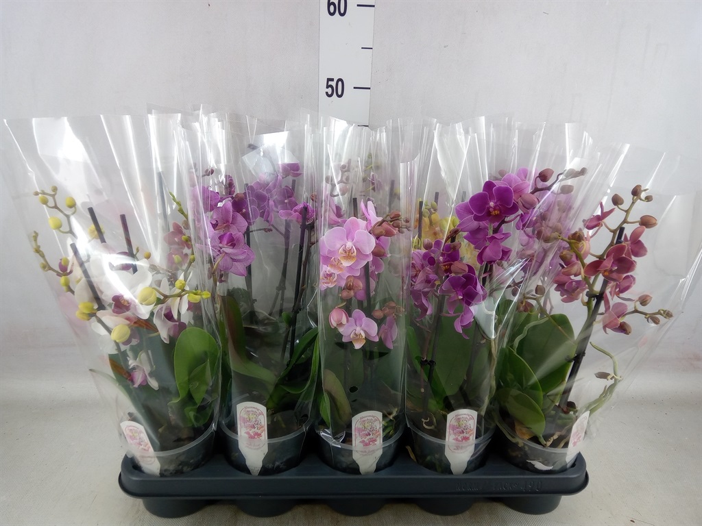 Bild på Phalaenopsis 2Gr D12 X 10 Multi Kabouter