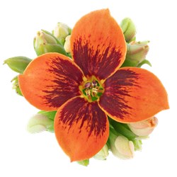 Bild på Kalanchoe Elseflowers D10 X 12 Austen