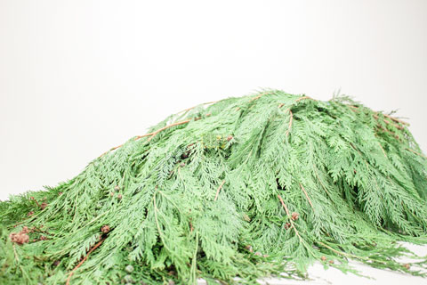 Bild på Cypress 5 kg