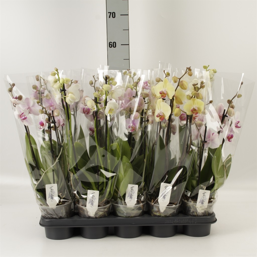 Bild på Phalaenopsis 4Gr D12 X 10 Låg
