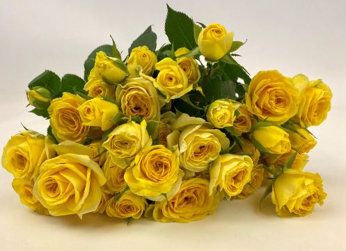 Bild på Kvistros Golden Blossom