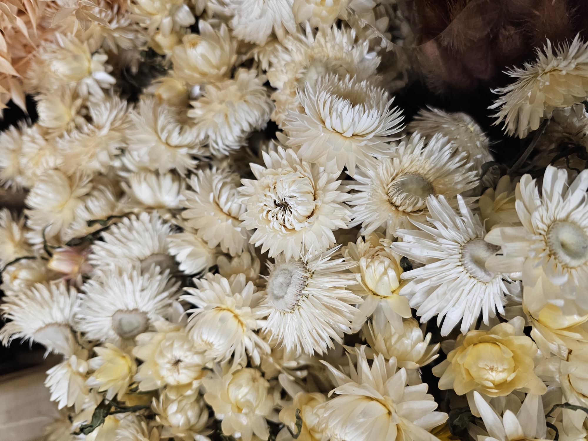 Bild på Torkat Helichrysum Blekt