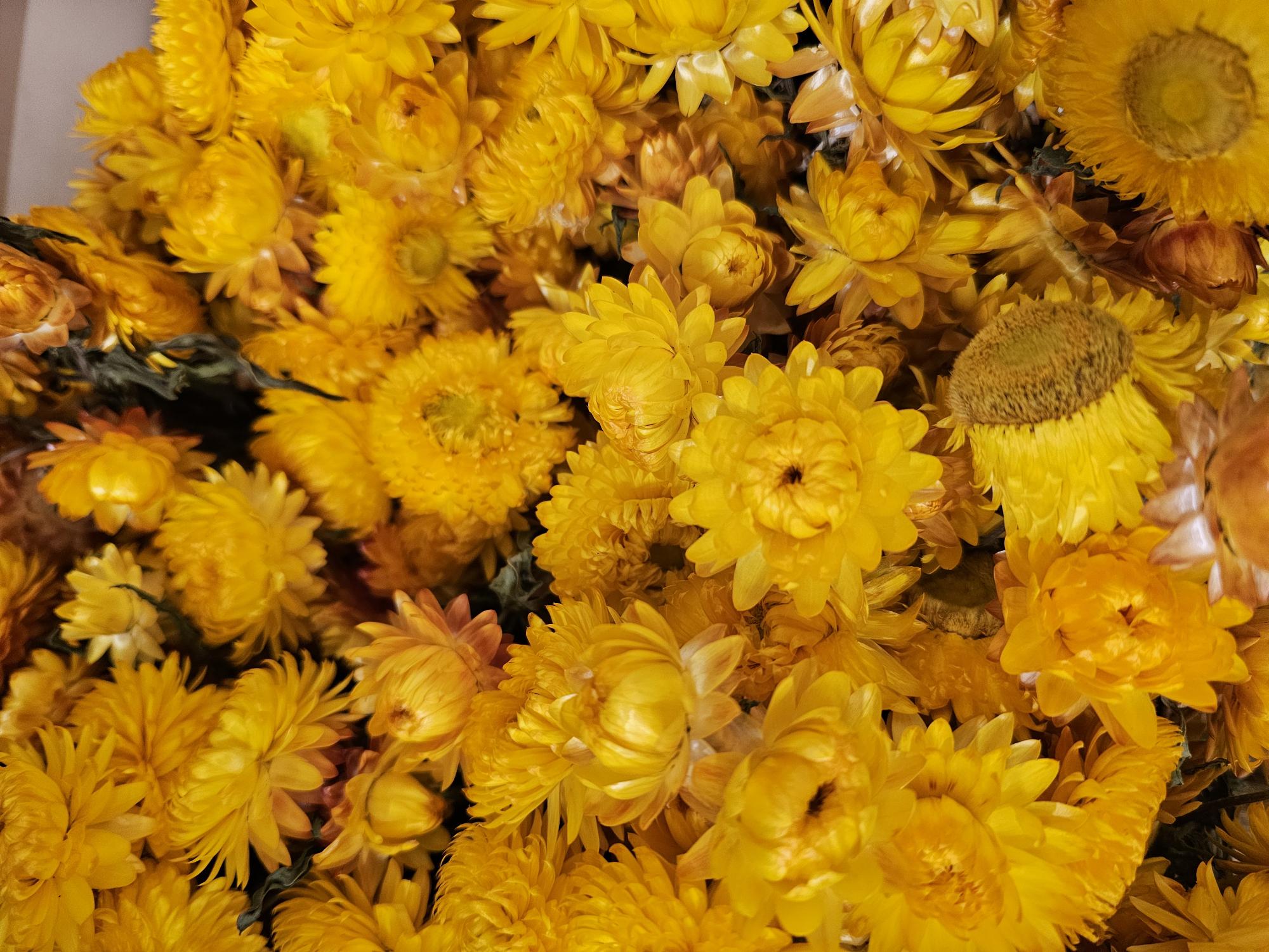 Bild på Torkat Helichrysum Gul/Orange
