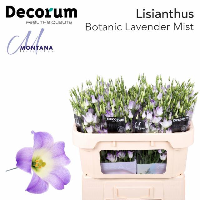 Bild på Lisianthus botanic lilac squash dubbel