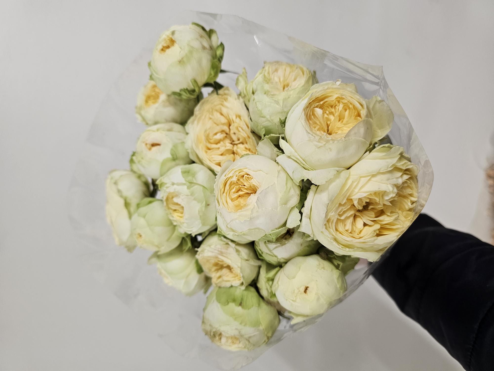 Bild på Kvistros Peony Bubble