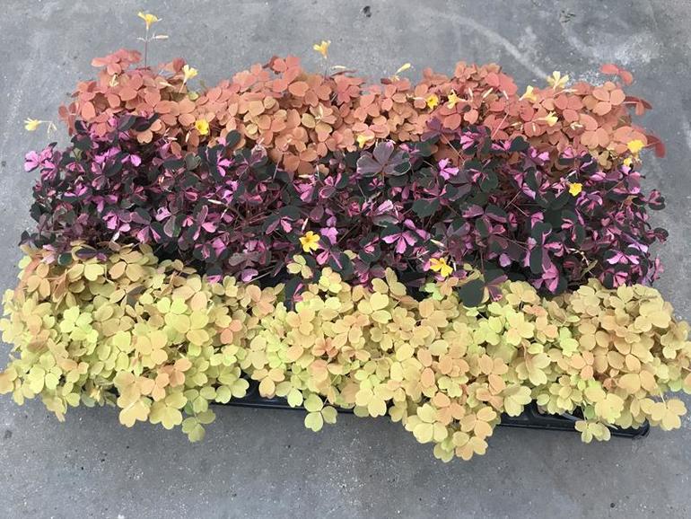 Bild på Krukväxter Oxalis Mix *15