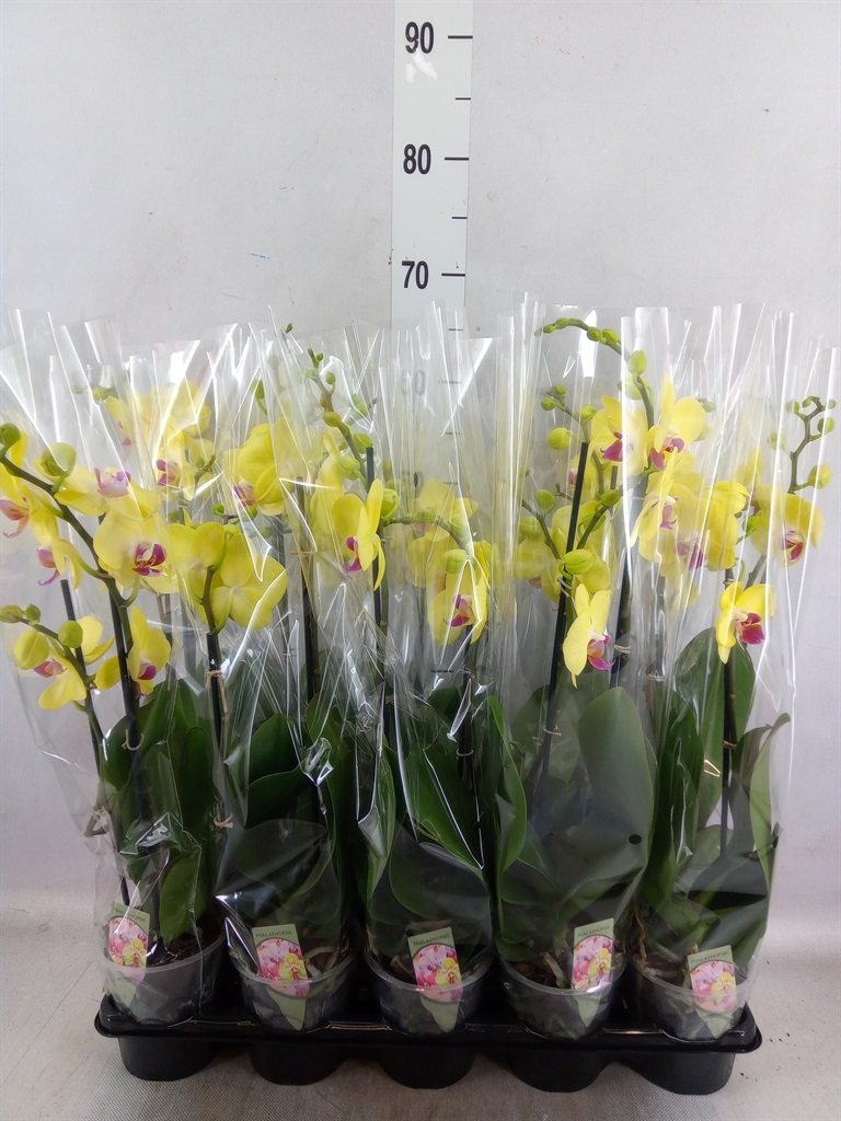 Bild på Phalaenopsis 2Gr D12 X 10
