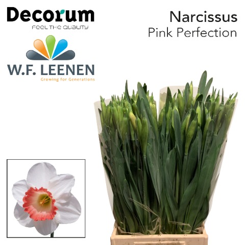 Bild på Narcissus si Pink Perfection