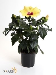 Bild på Krukväxter Hibiscus Adonicus Gul *12