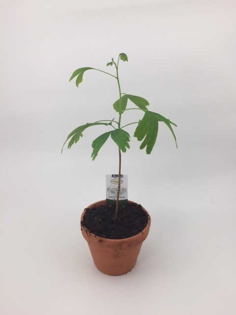 Bild på Krukväxter Ginko Biloba *6 Lerkruka
