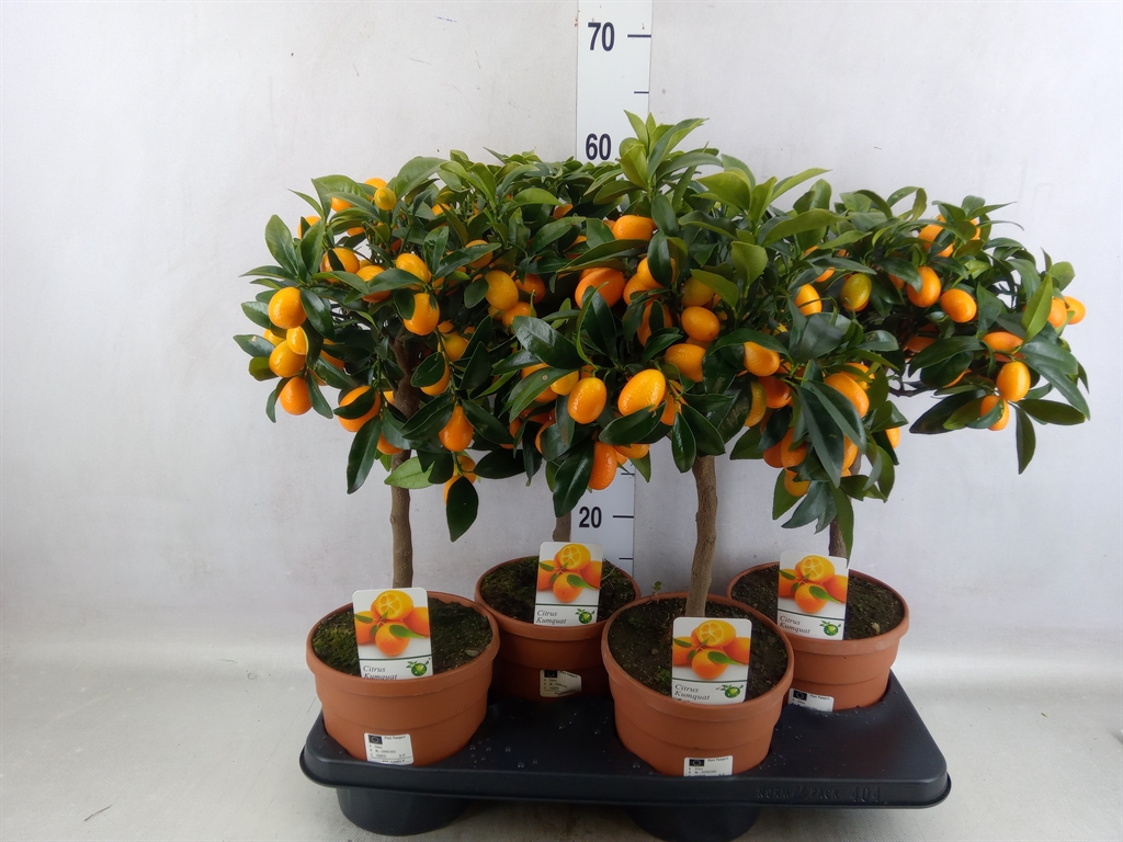 Bild på Krukväxter Citrus Kumquat *4