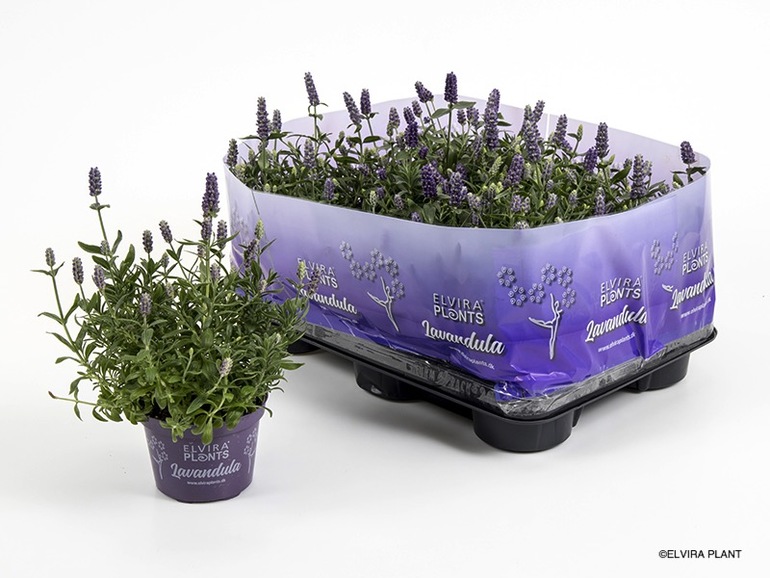 Bild på Krukväxter Lavendel Elvira Blue *12