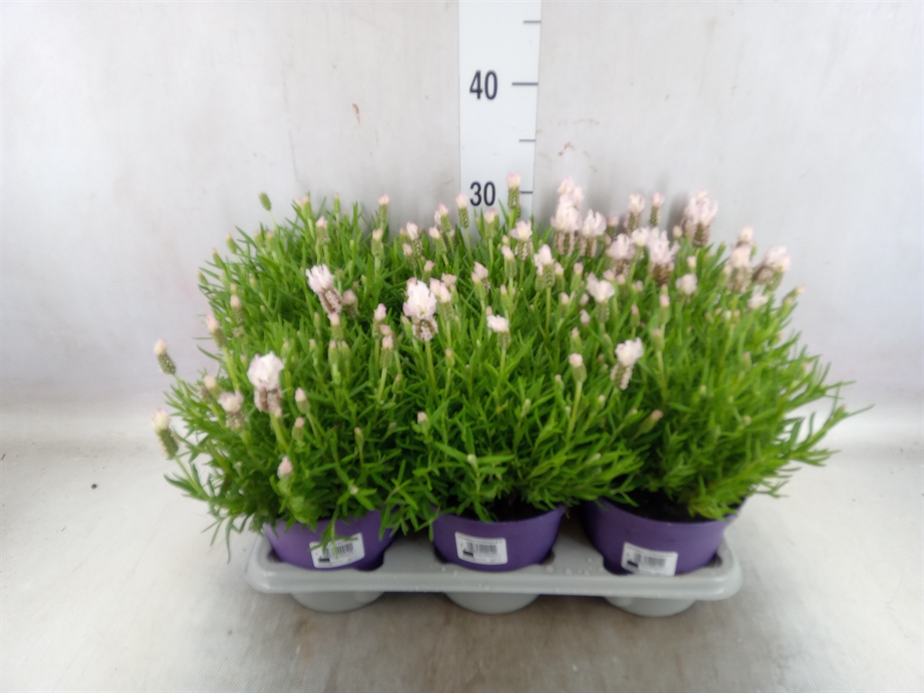 Bild på Krukväxter Lavendel Stoechas Vit *6