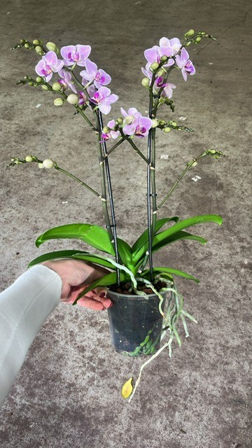 Bild på Phalaenopsis 2Gr D12 X 10 Multi