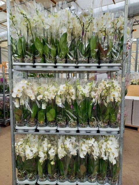 Bild på Phalaenopsis 2Gr D12 X 10 Optiflor