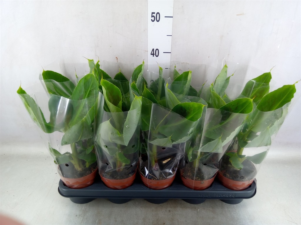 Bild på Bananplanta D12 X 10 Musa Tropicana