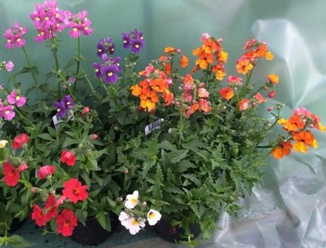 Bild på Krukväxter Nemesia *14