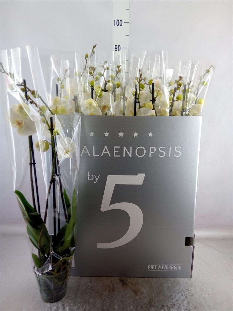 Bild på Krukväxter Phalaenopsis Vit *12 3-stl