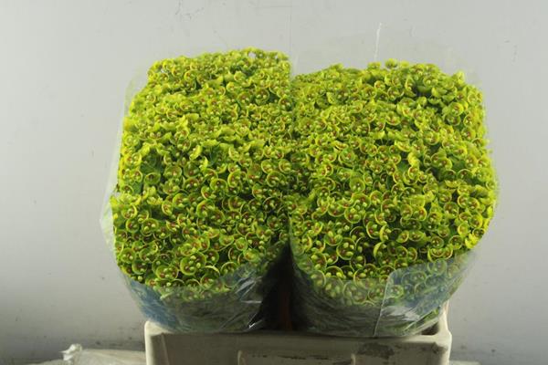 Bild på Euphorbia Martinii