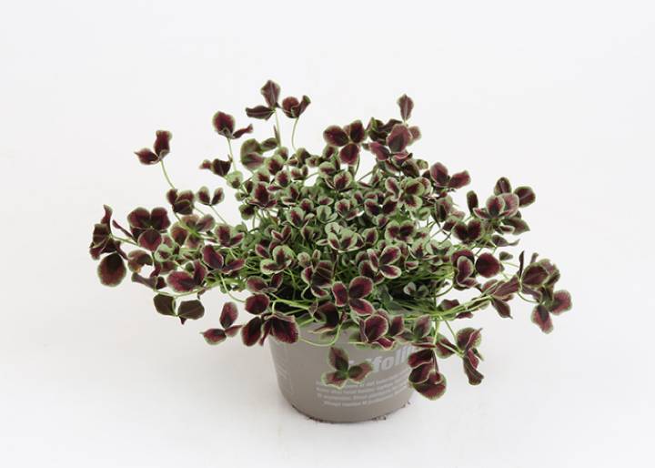 Bild på Trifolium Estelle D11 X 10 Typ Oxalis