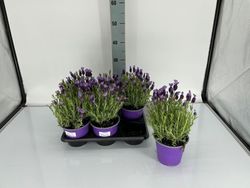 Bild på Krukväxter Lavendel Stoechas*6