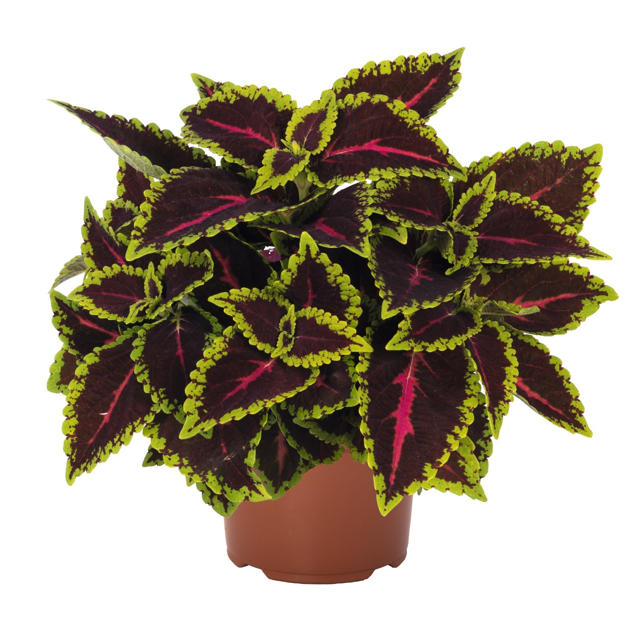Bild på Palettblad Coleus D12 X 8 Alligator Alley Skallebe