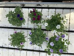 Bild på Krukväxter Petunia Tiny Tunia *12