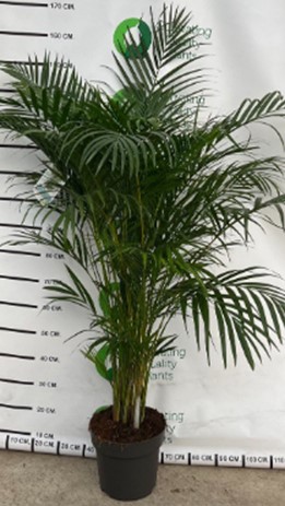 Bild på Krukväxter Dypsis Lutescens *1