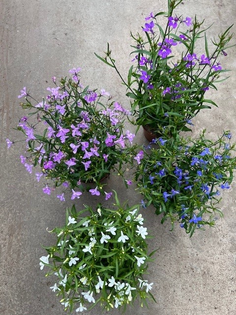 Bild på Lobelia pelta D12 X 8 Skallleberg