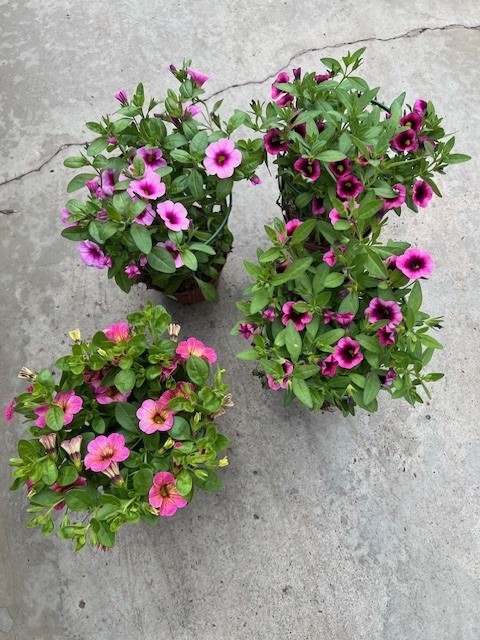 Bild på Petunia Million Bells Pelta D12 X 8 Skalleberg