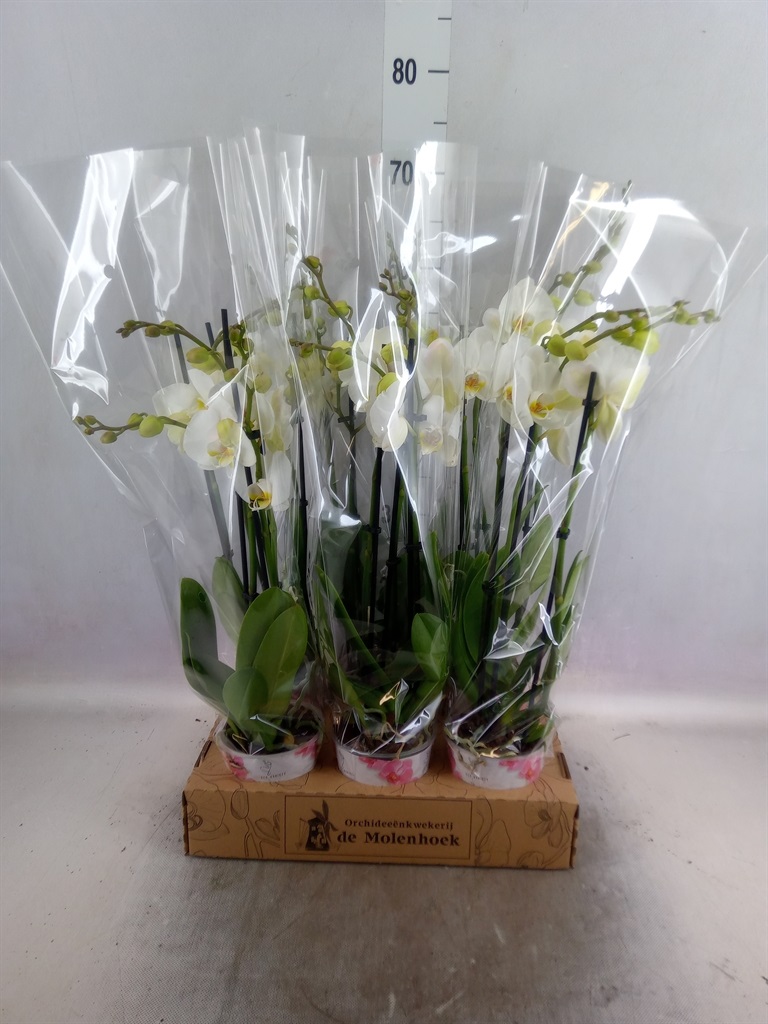Bild på Phalaenopsis 3Gr D12 X 6 Nottingham