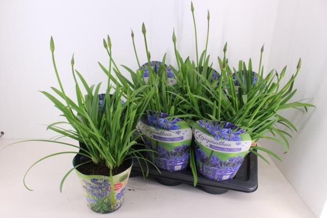 Bild på Agapanthus I Kruka D17 X 6 Summer Love